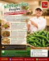 พริกจินดาเขียว ทำเมนูไหน... อร่อยแสงออกปากที่สุด? พริกจินดาเขียว ทำเมนูไหน... อร่อยแสงออกปากที่สุด?