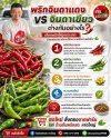 พริกจินดาแดง VS จินดาเขียว ต่างกันอย่างไร ขายส่งพริกจินดา หาดใหญ่