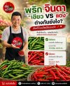 เจาะลึก พริกจินดาเขียว VS แดง ต่างกันอย่างไร พร้อมแหล่งขายส่งหาดใหญ่ เจาะลึก พริกจินดาเขียว VS แดง ต่างกันอย่างไร พร้อมแหล่งขายส่งหาดใหญ่