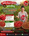 พริกจินดาแดง VS พริกขี้หนู ต่างกันอย่างไร? เลือกแบบไหนให้เหมาะกับร้านอาหาร | ร้านต้นพริกสด หาดใหญ่ พริกจินดาแดง VS พริกขี้หนู ต่างกันอย่างไร? เลือกแบบไหนให้เหมาะกับร้านอาหาร | ร้านต้นพริกสด หาดใหญ่
