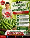 พริกชี้ฟ้าเขียว เคล็ดลับน้ำพริกหนุ่ม ขายส่งพริกชี้ฟ้าเขียว หาดใหญ่