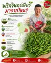 พริกจินดาเขียวมาจากไหน? รู้จักแหล่งปลูกสำคัญ พริกจินดาเขียวมาจากไหน? รู้จักแหล่งปลูกสำคัญ