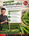 ทำไมเชฟเลือกใช้ พริกจินดาเขียว ทำเมนูผัดและแกง | ขายส่งพริกจินดาเขียว หาดใหญ่