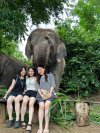 Elephant Program