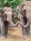 elephant world