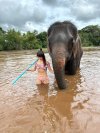 Elephant Program