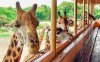Safari Park