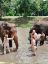 Elephant Program