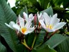 มาดาม ดวาฟ ไว้ท์ จาปากา