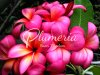 ม่วงร.5