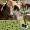 Managing Animal Health on the Ranch by Satellite Managing Animal Health on the Ranch by Satellite