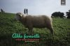 GR PERSPECTIVE :  AKHA FARMVILLE …แกะน้อย กลอยใจ กับกล้องคอมแพค