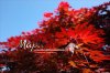 GR PERSPECTIVE : MAPLE ความงามในฤดูใบไม้ร่วงของออสเตรีย GR PERSPECTIVE : MAPLE ความงามในฤดูใบไม้ร่วงของออสเตรีย