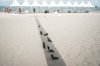 TAMRON PERSPECTIVE : A pigeon on the beach