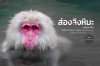 TAMRON PERSPECTIVE : ส่องลิงหิมะ..แช่ออนเซ็น by Kongkait Samangsri