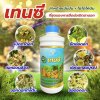เทนซี