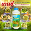 เทนซี