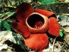 ๑๑๕. บัวผุด Rafflesia kerrii Meijer วงศ์ RAFFLESIACEAE ๑๑๕. บัวผุด Rafflesia kerrii Meijer วงศ์ RAFFLESIACEAE
