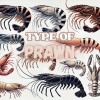 กุ้งสายพันธุ์ต่างๆ: รายละเอียดและคุณลักษณะเฉพาะ