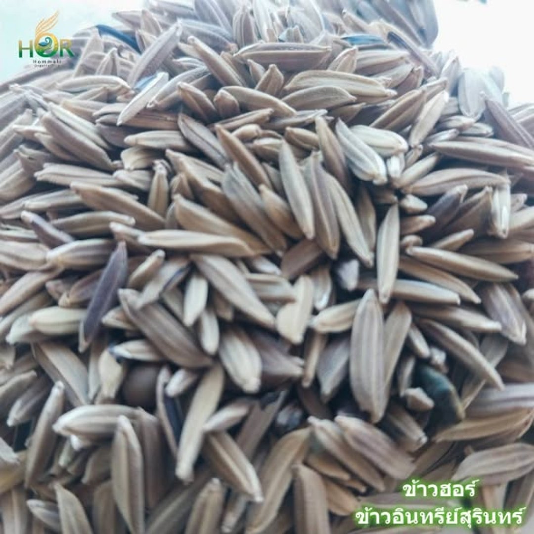 Premium Selection – Mali Nin Surin Rice Seeds