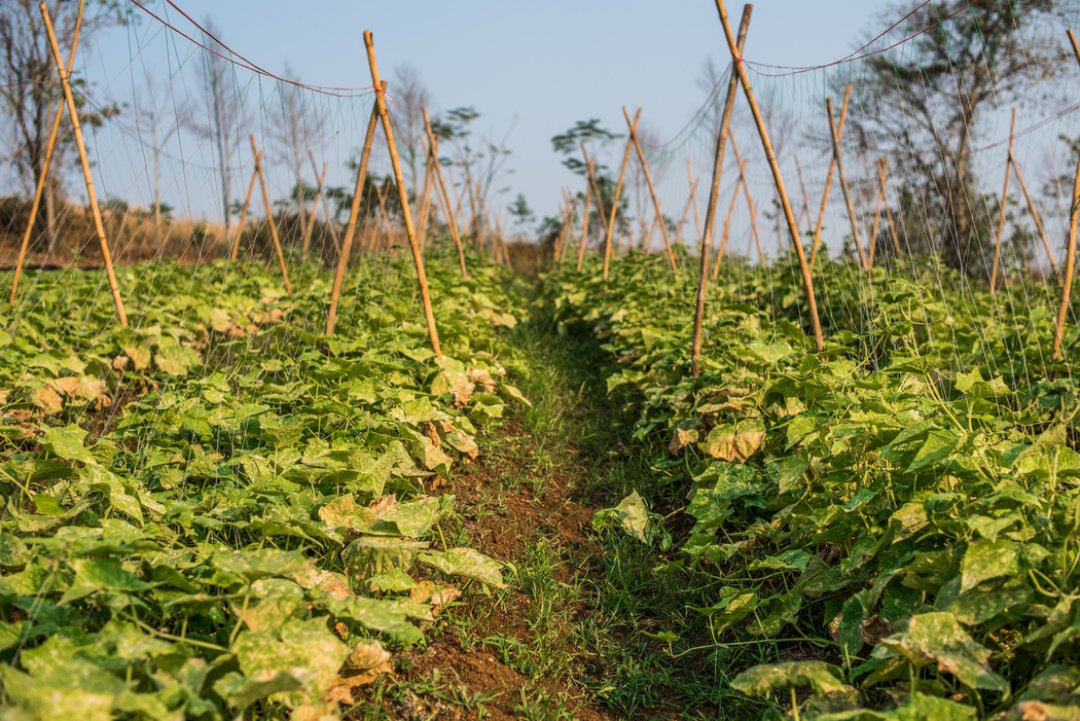 About Us - T.M.C. Agro Fresh | Over 20 Years of Excellence in Fresh ...