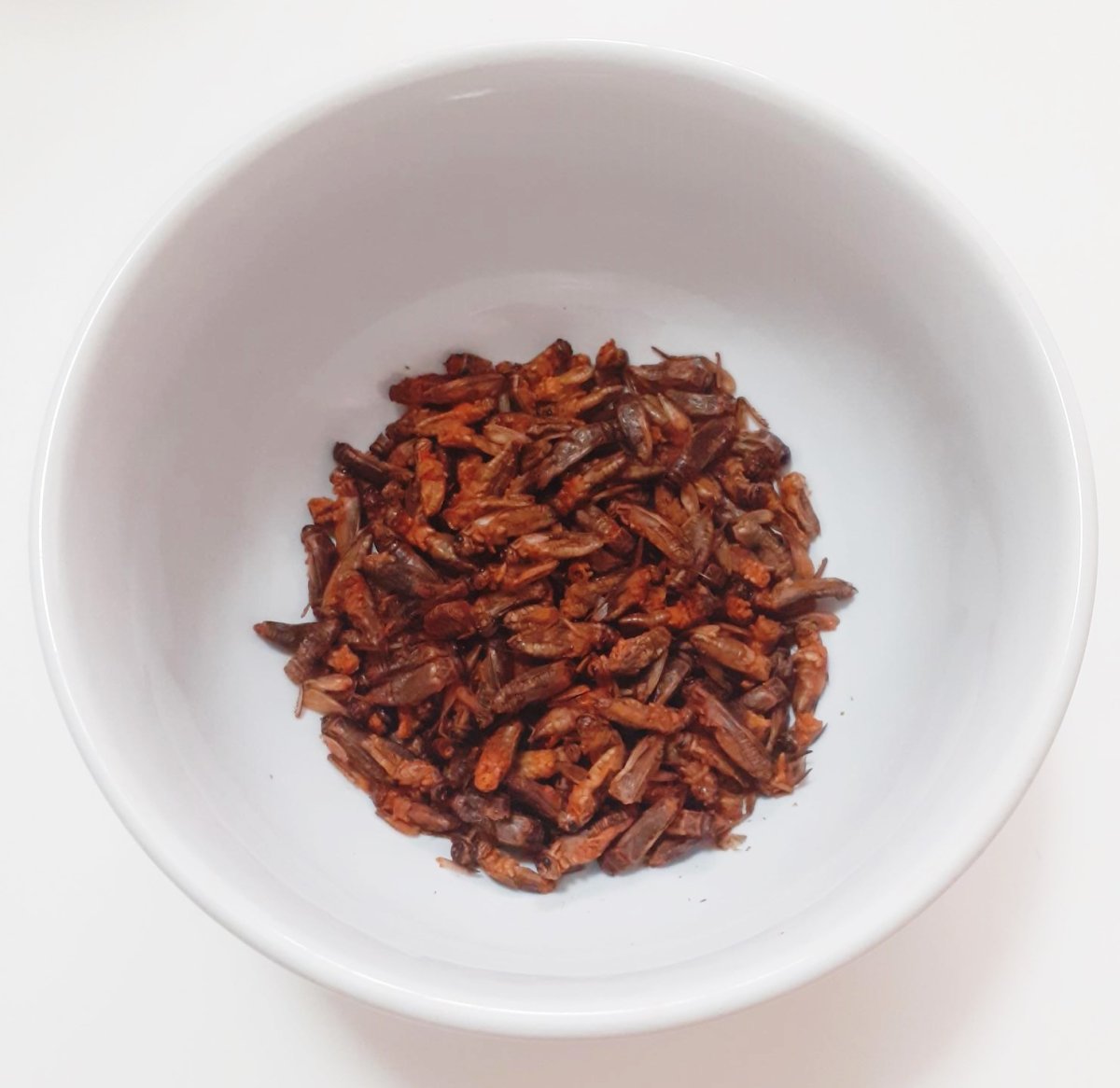 Eating crickets in 2021 is it beneficial or not? powderbugs