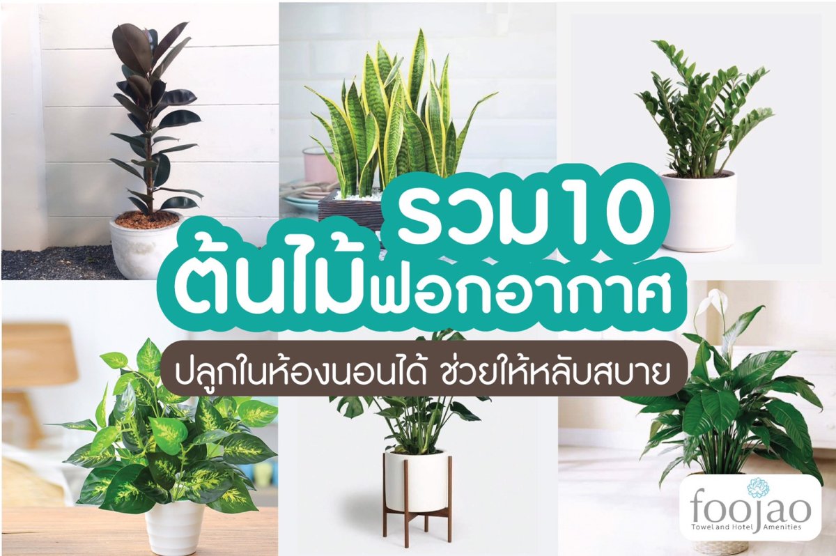 10 ต้นไม้ฟอกอากาศ ปลูกได้ในห้องนอนช่วยให้หลับสบาย - Foojao