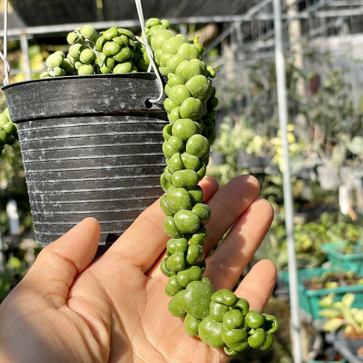 Dischidia "Dragon Jade" ppplant