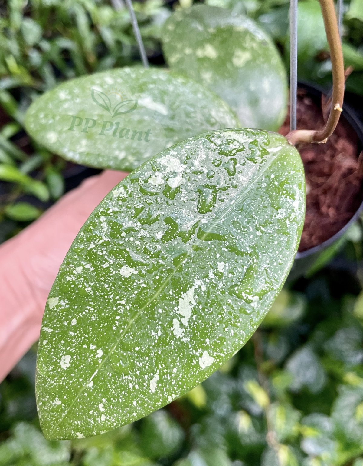 Hoya Verticillata 