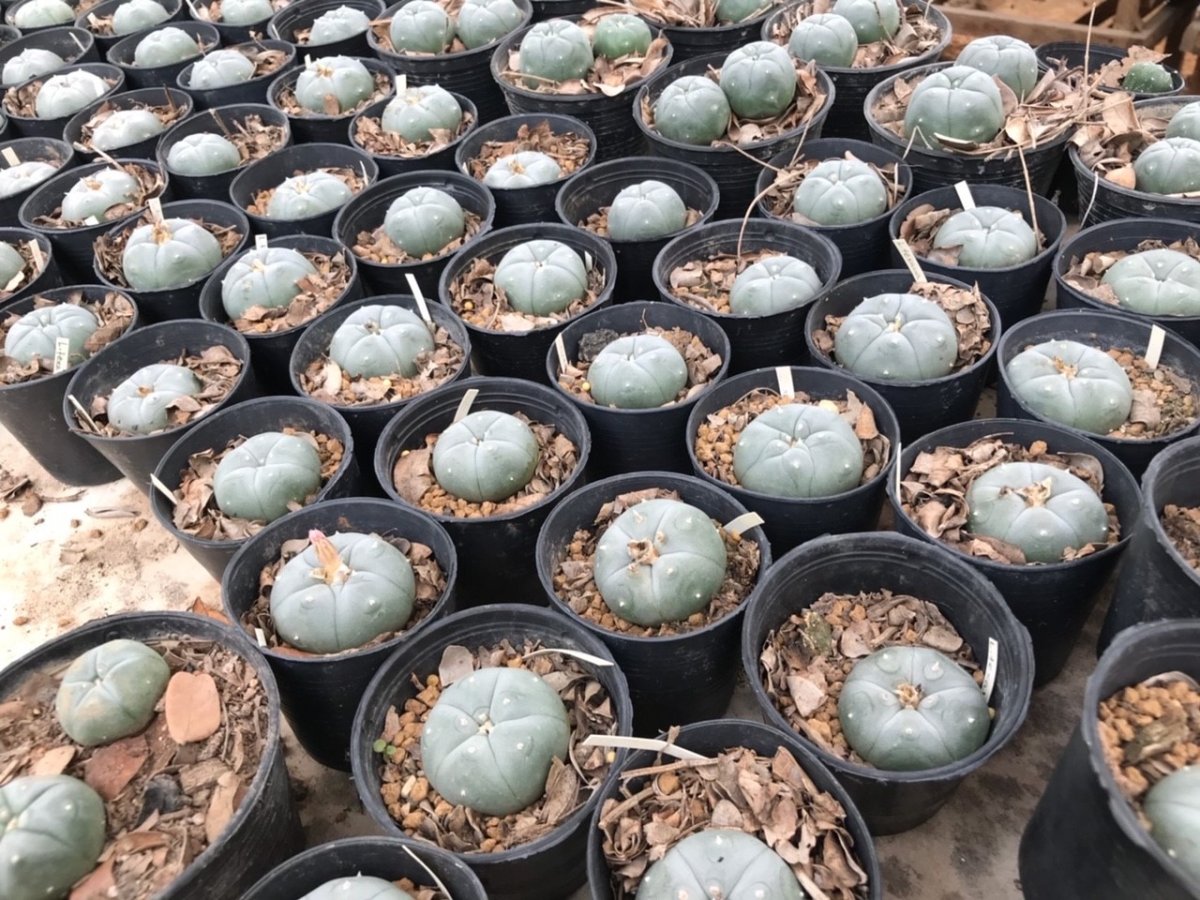 1x Lophophora williamsii Texana 4-6 cm 7 years old-grow from seed-can