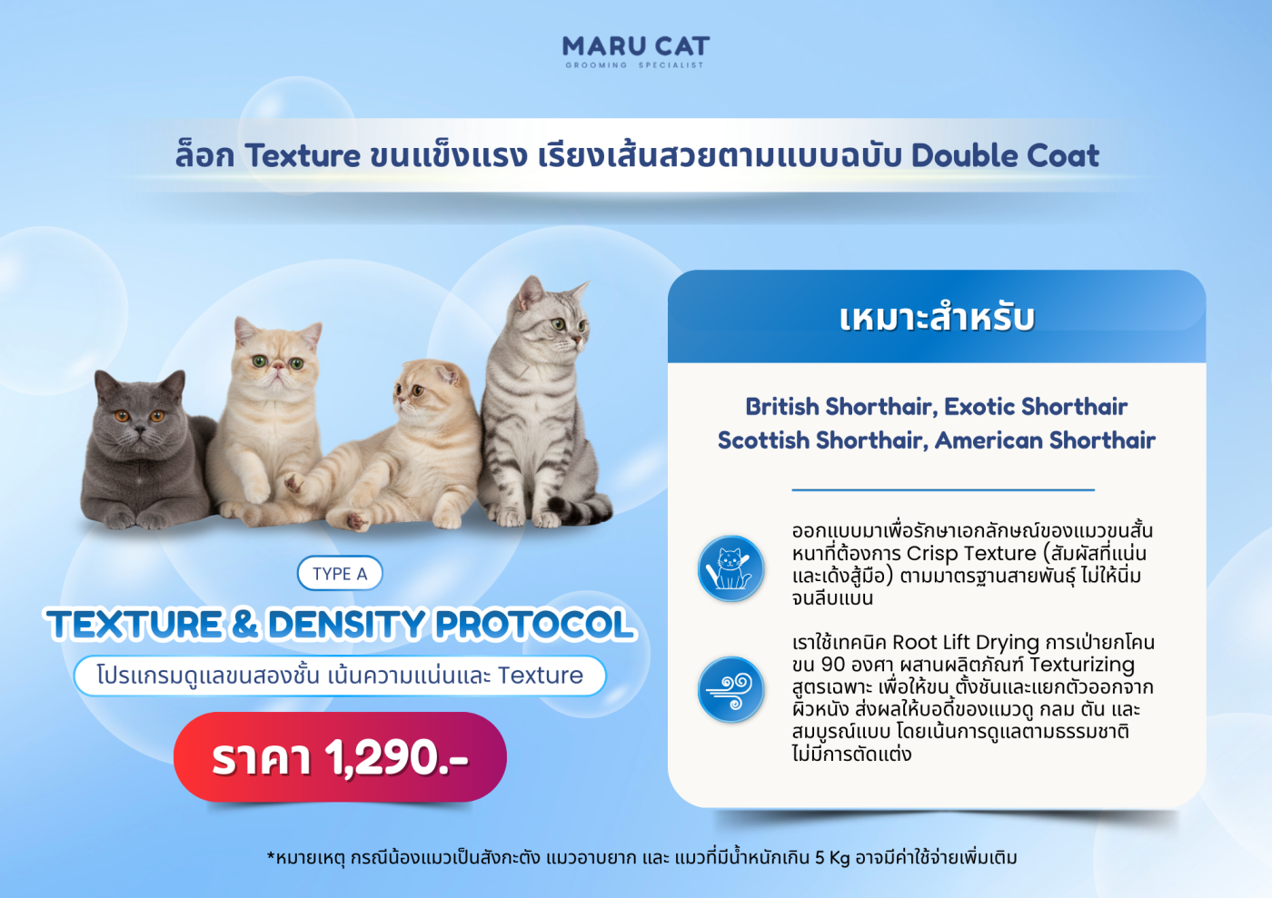 โปรแกรมอาบน้ำแมว | Maru Cat Grooming Specialist มาตรฐาน 4S+ (อัปเดต 2026)