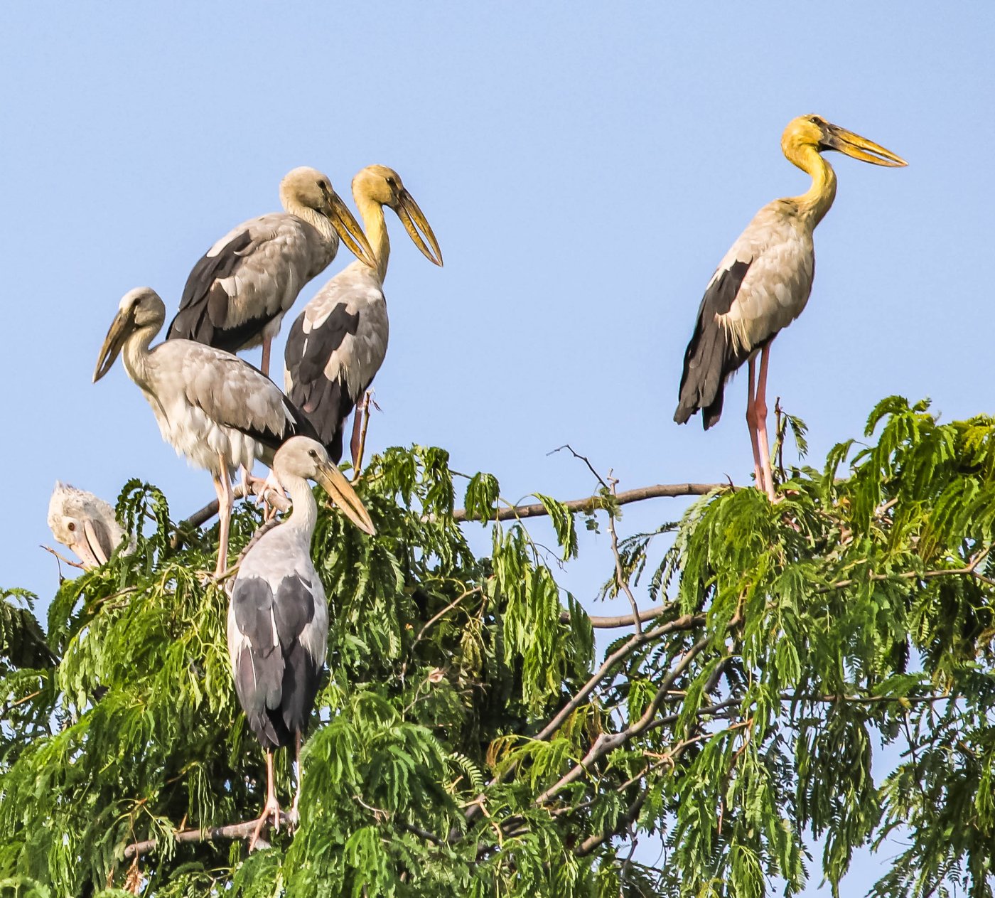 Articles About Wildlife In Thailand Wildlife Adventure In Thailand Articles about wildlife in thailand wildlife adventure in thailand
