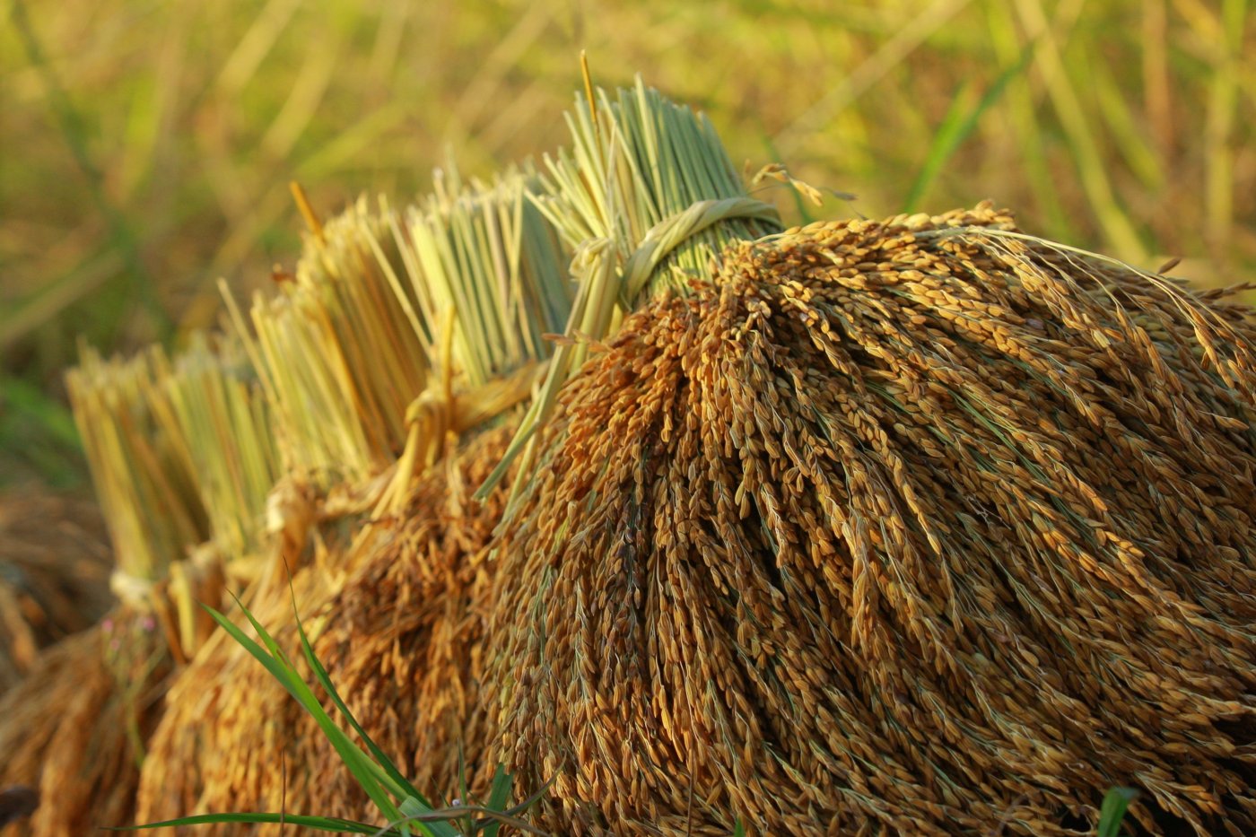 King Rice Oil Group - KING RICE OIL GROUP | King Rice Bran Oil Group