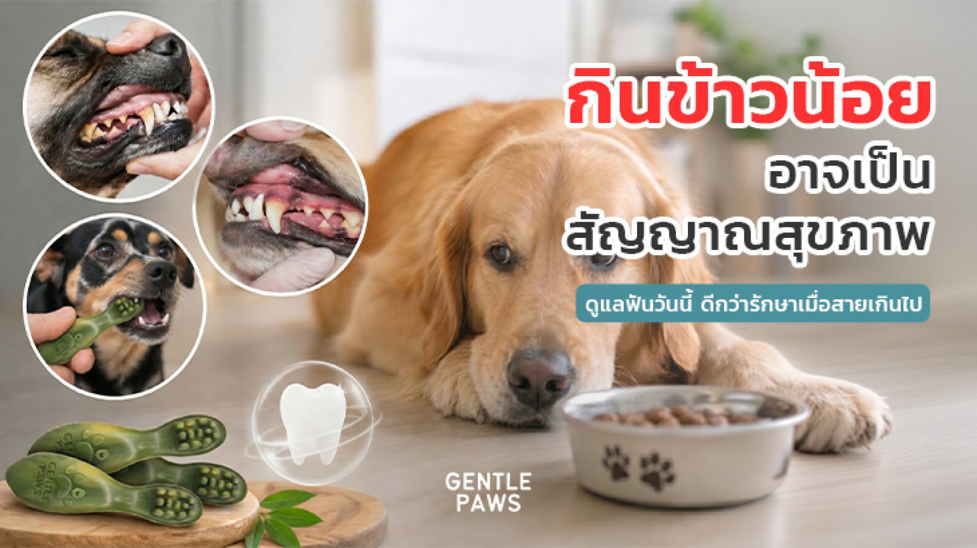 กินข้าวน้อย กลิ่นปากแรง ระวังโรคช่องปากในสุนัข กินข้าวน้อย กลิ่นปากแรง ระวังโรคช่องปากในสุนัข