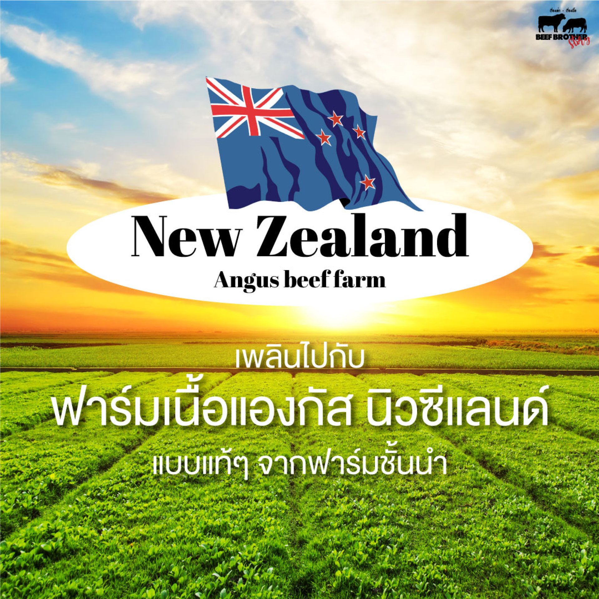 New Zealand Angus Beef Farm New Zealand Angus Beef Farm