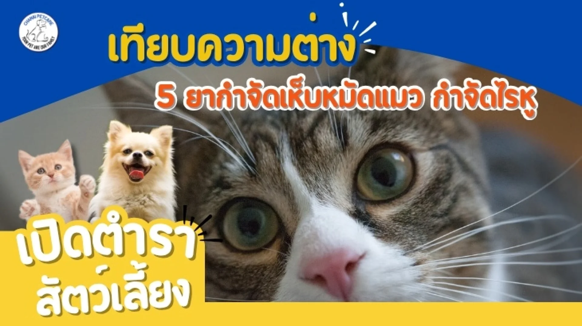 5 ยากำจัดเห็บหมัดแมว กำจัดไรหู 5 ยากำจัดเห็บหมัดแมว กำจัดไรหู