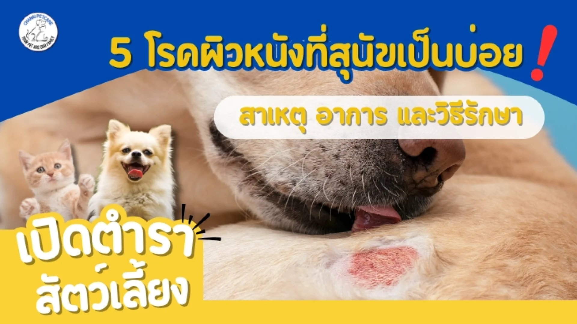โรคผิวหนังที่สุนัขเป็นบ่อย โรคผิวหนังที่สุนัขเป็นบ่อย