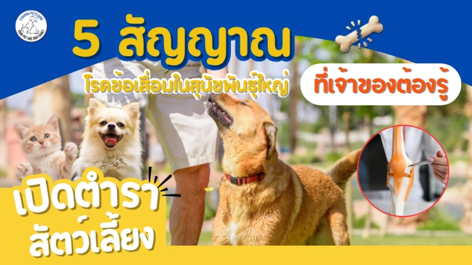 5 สัญญาณเตือนโรคข้อเสื่อมในสุนัข 5 สัญญาณเตือนโรคข้อเสื่อมในสุนัข