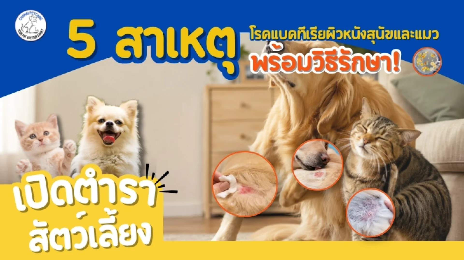 5 สาเหตุโรคแบคทีเรียผิวหนังสุนัขและแมว พร้อมวิธีรักษา 5 สาเหตุโรคแบคทีเรียผิวหนังสุนัขและแมว พร้อมวิธีรักษา