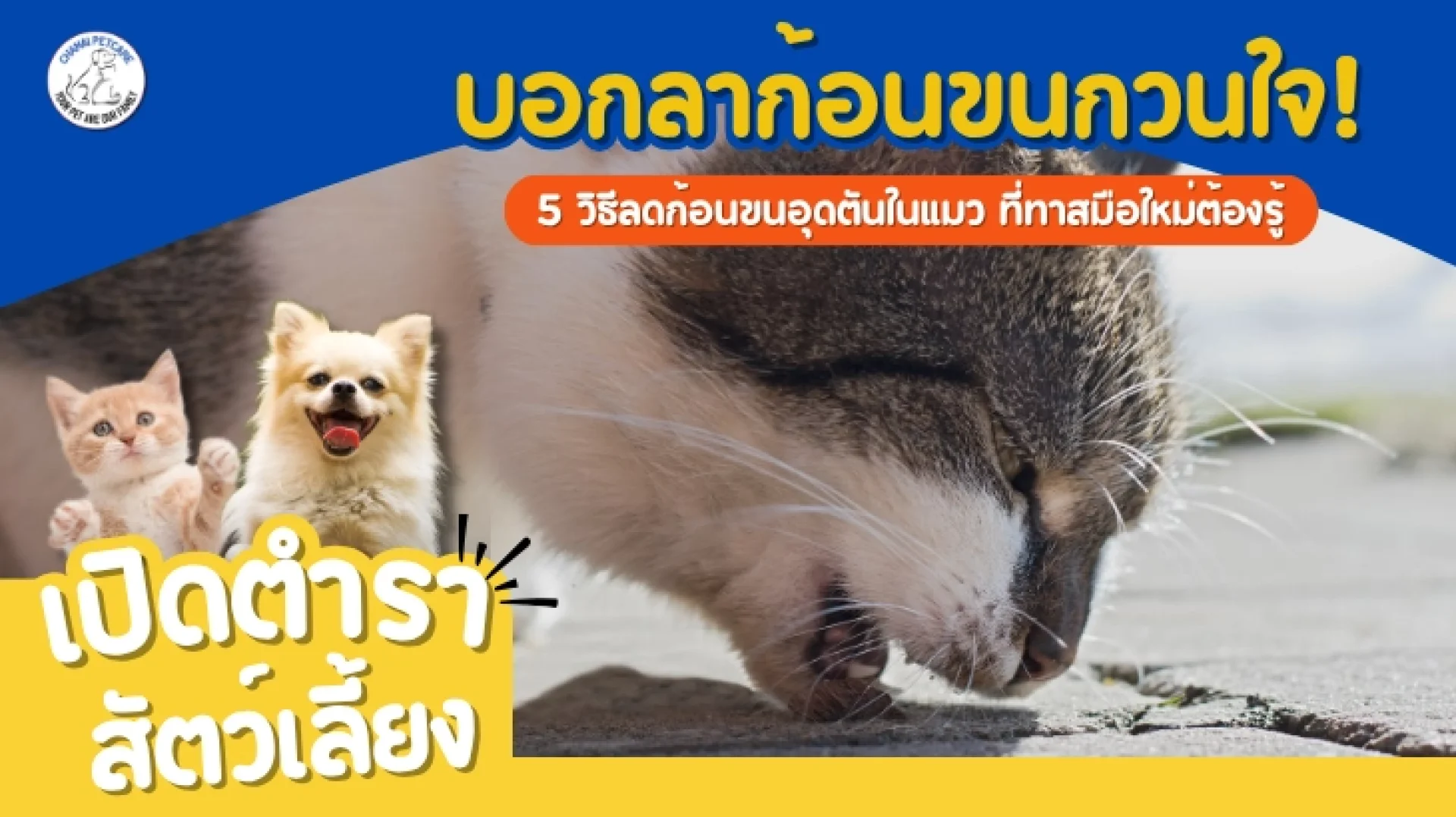 5 วิธีลดก้อนขนอุดตันในแมว ที่ทาสมือใหม่ต้องรู้ 5 วิธีลดก้อนขนอุดตันในแมว ที่ทาสมือใหม่ต้องรู้
