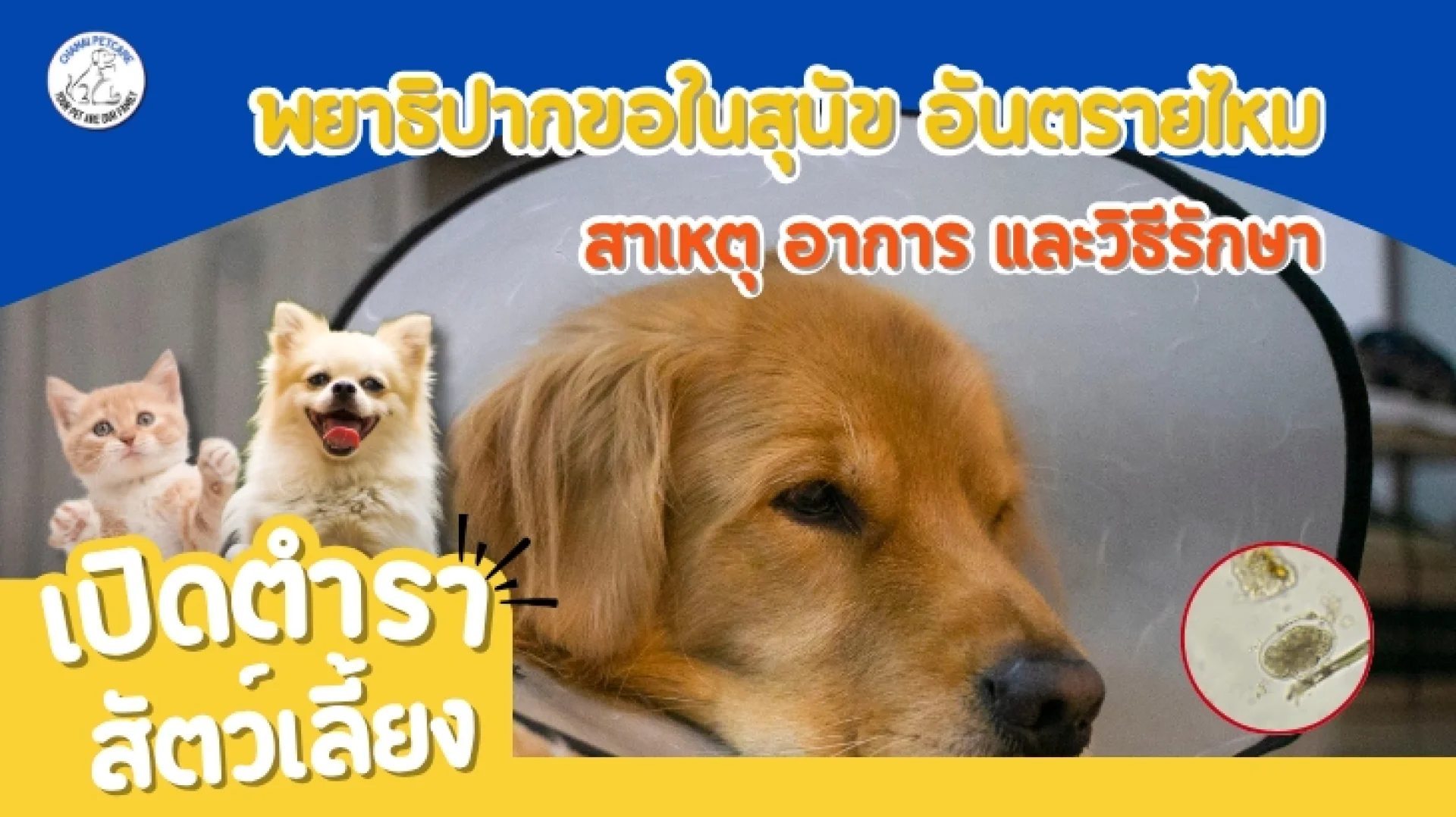 พยาธิปากขอในสุนัข พยาธิปากขอในสุนัข