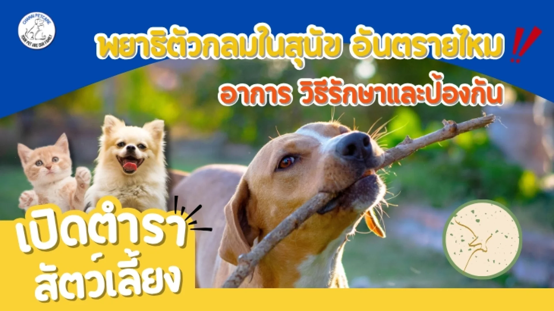 พยาธิตัวกลมในสุนัข พยาธิตัวกลมในสุนัข