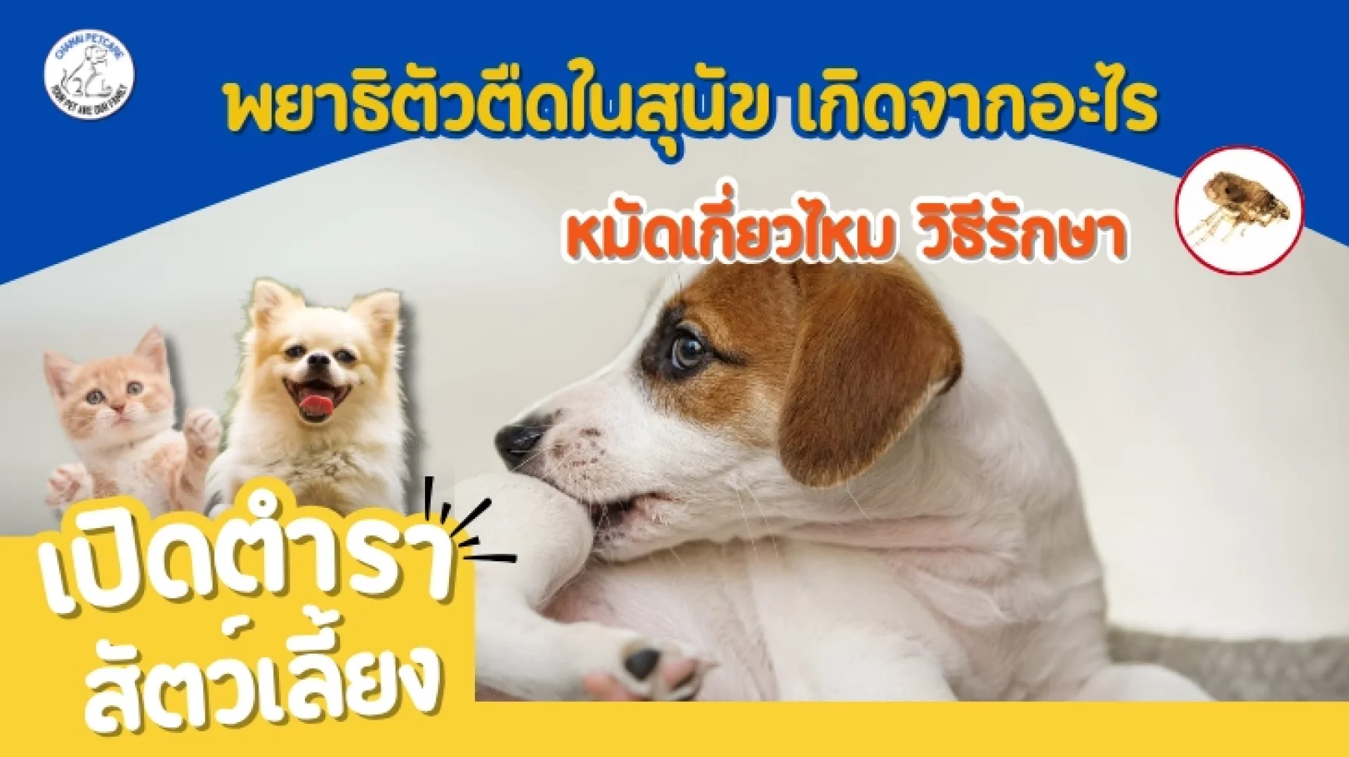 พยาธิตัวตืดในสุนัข พยาธิตัวตืดในสุนัข