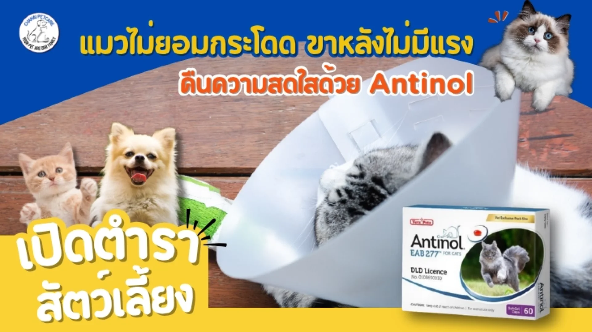 Antinol cat Antinol cat