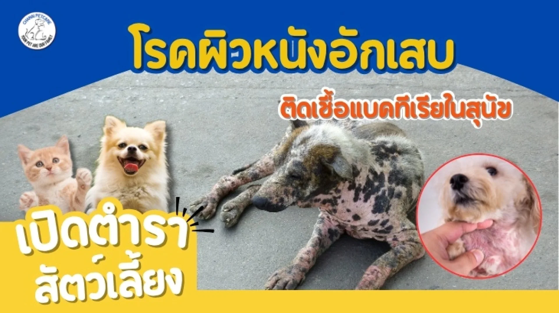โรคผิวหนังอักเสบสุนัข โรคผิวหนังอักเสบสุนัข