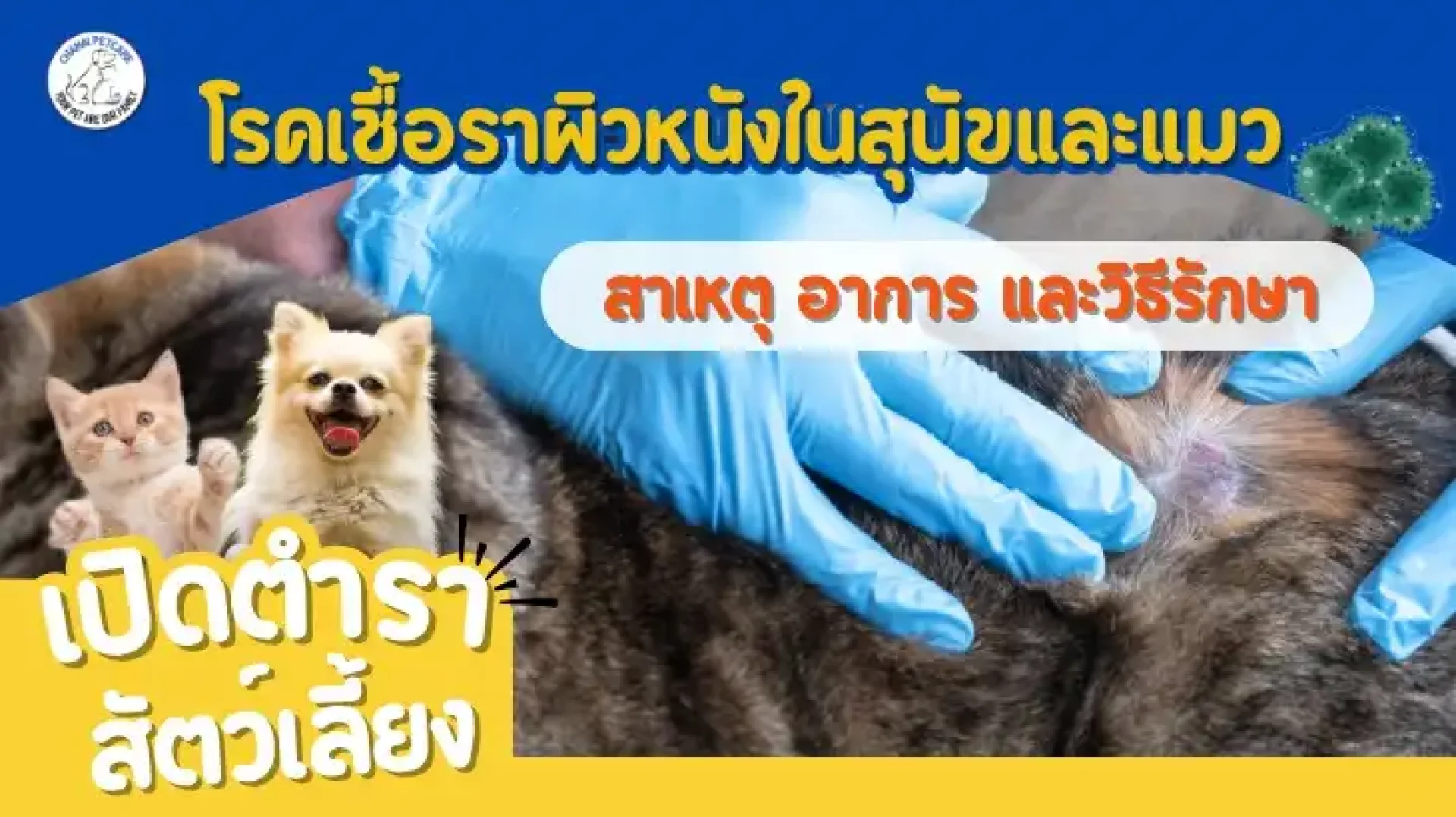 โรคผิวหนังจากเชื้อรา สุนัขและแมว โรคผิวหนังจากเชื้อรา สุนัขและแมว