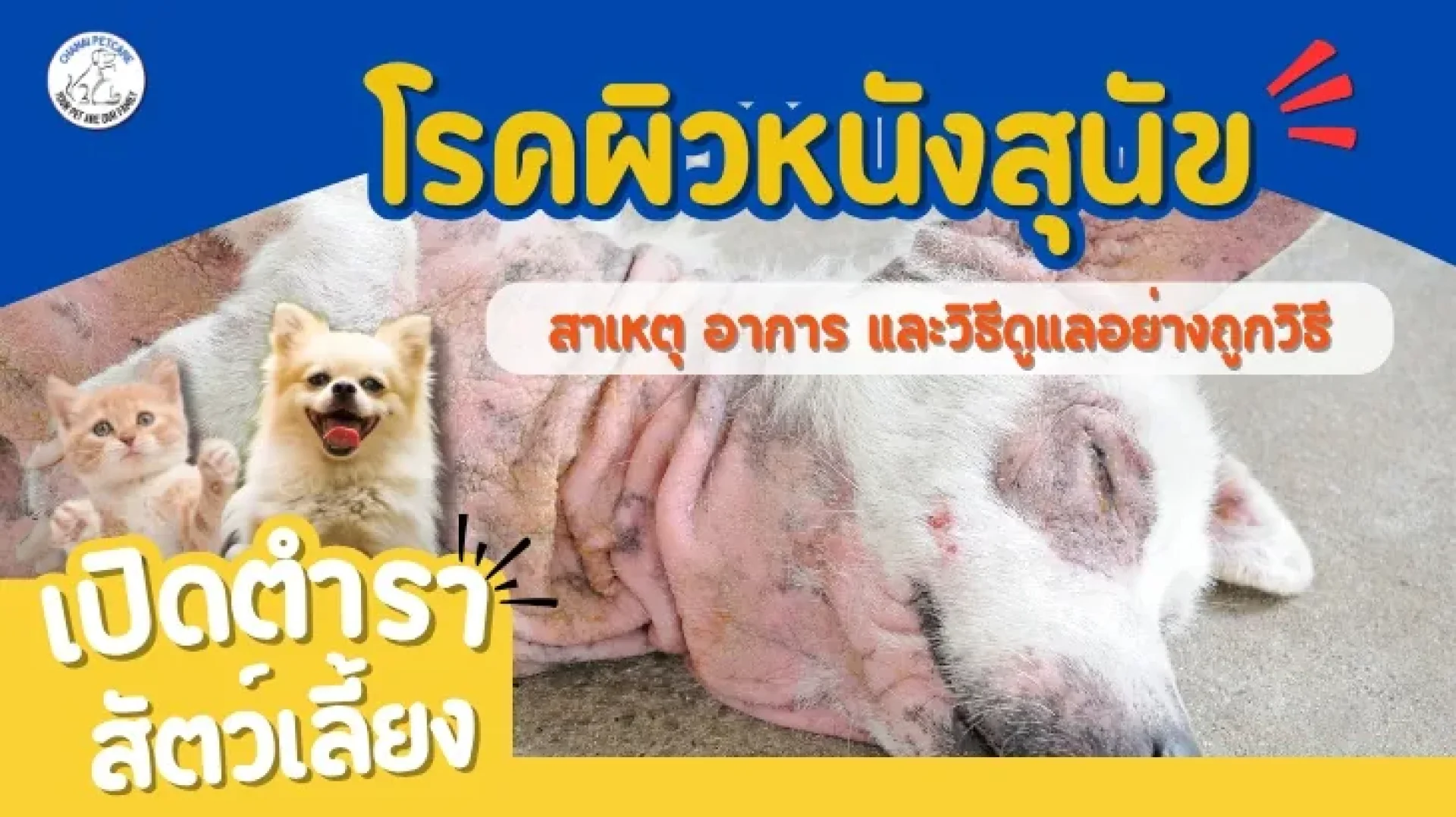 โรคผิวหนังสุนัข โรคผิวหนังสุนัข