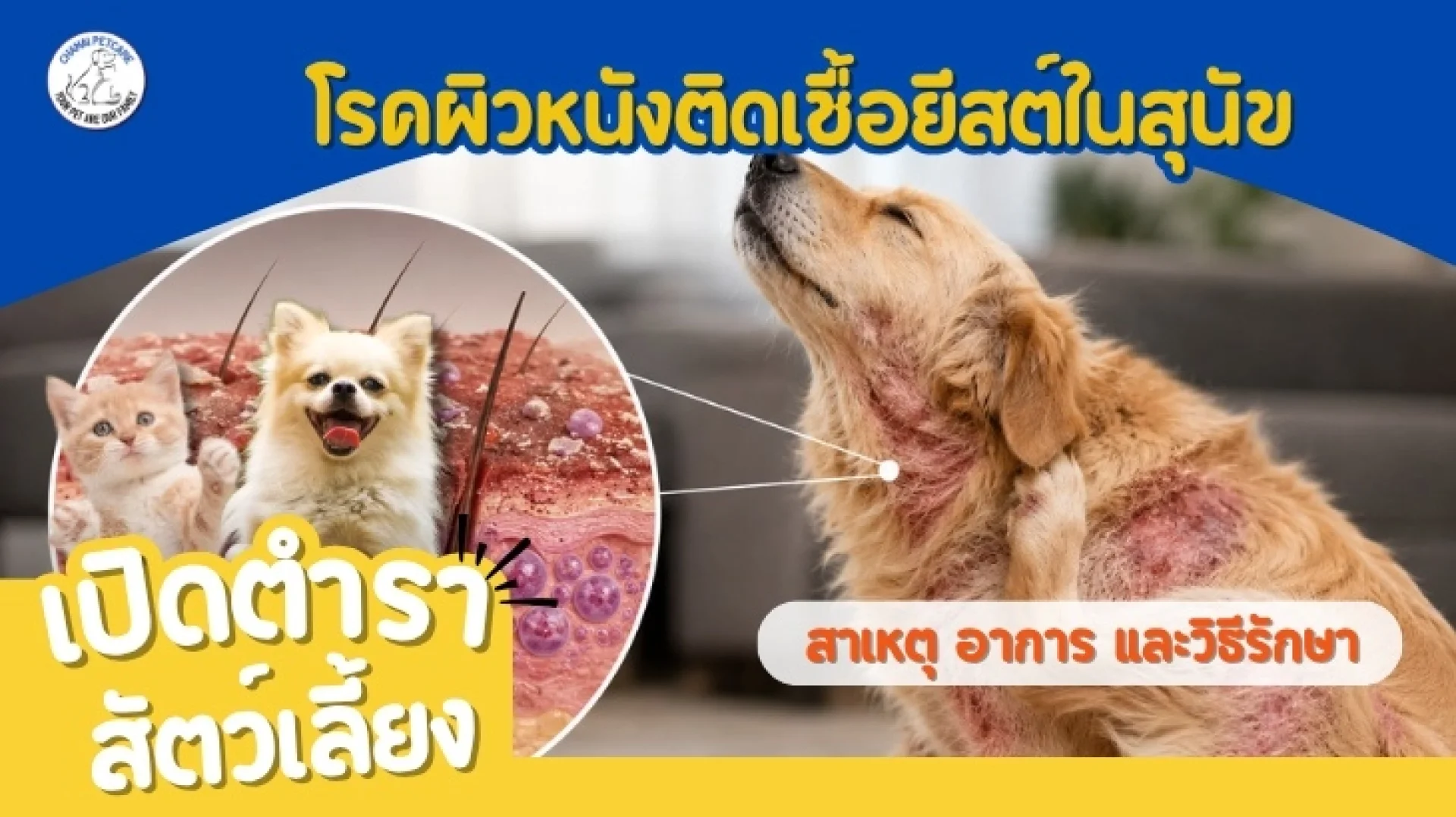 โรคผิวหนังติดเชื้อยีสต์ในสุนัข โรคผิวหนังติดเชื้อยีสต์ในสุนัข