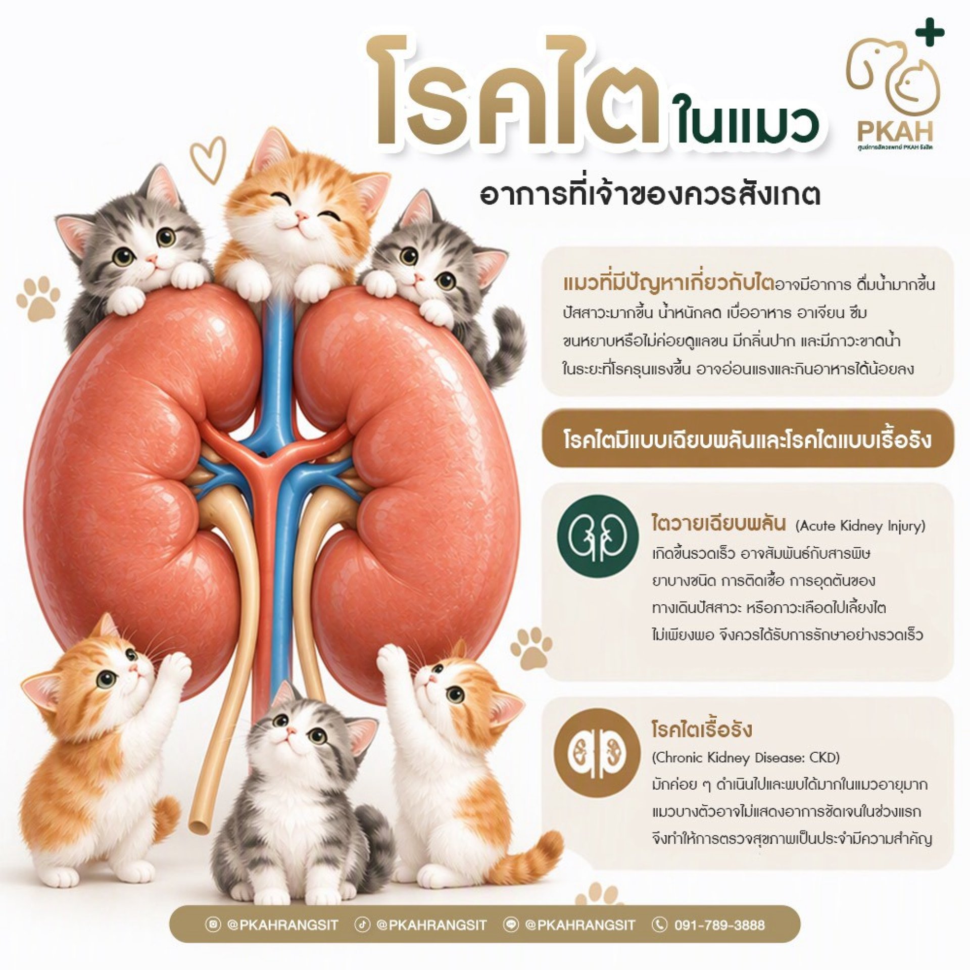 โรคไตในแมว โรคไตในแมว
