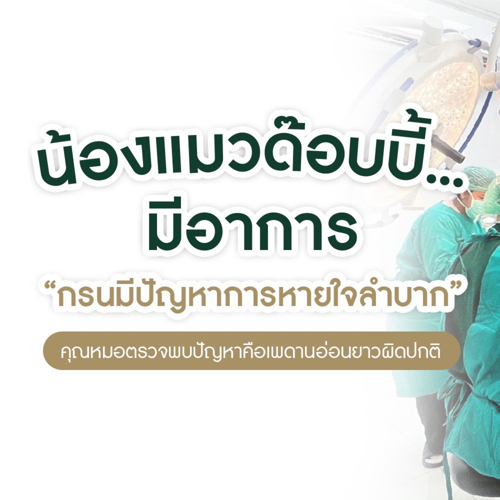 ผ่าตัดเพดานอ่อนแมว, เพดานอ่อนยาว, แมวหายใจเสียงดัง, แมวหอบ, ผ่าตัดแมว, ศัลยกรรมสัตว์เลี้ยง, โรงพยาบาลสัตว์ ปทุมธานี, โรงพยาบาลสัตว์ รังสิต, ศูนย์การสัตวแพทย์ PKAH, Soft Palate Surgery Cat, Cat Surgery, Veterinary Care, Scottish Fold Cat ผ่าตัดเพดานอ่อนแมว, เพดานอ่อนยาว, แมวหายใจเสียงดัง, แมวหอบ, ผ่าตัดแมว, ศัลยกรรมสัตว์เลี้ยง, โรงพยาบาลสัตว์ ปทุมธานี, โรงพยาบาลสัตว์ รังสิต, ศูนย์การสัตวแพทย์ PKAH, Soft Palate Surgery Cat, Cat Surgery, Veterinary Care, Scottish Fold Cat